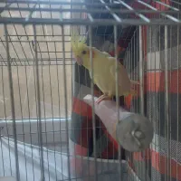 عروس هلندی ماده