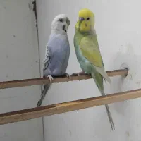 مرغ عشق جفت رینبو