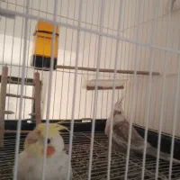 عروس هلندی|پرنده|فلاورجان, |دیوار