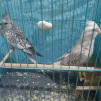 عروس هلندی