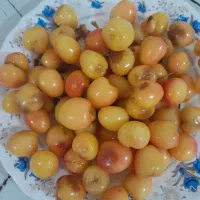 گیلاس محلی