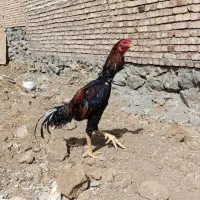 مرغ و خروس لاری