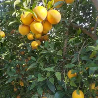 فروش زمین مسکونی ۱۸۰۰ متری در محیطی عالی|فروش زمین و ملک کلنگی|قائم‌شهر, |دیوار