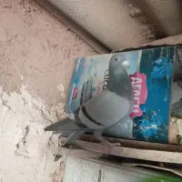 کبوتر|پرنده|قائن, |دیوار