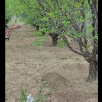 شخم زدن باغچه با علف تیلر 12گیربکسی ابزارهای جدید