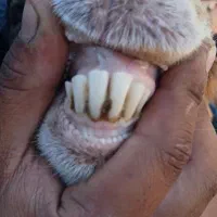 نر بز پاکستانی|حیوانات مزرعه|مشهد, شمس آباد|دیوار