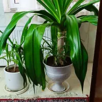 گلدان سوسن ۱۰ساله|گل و گیاه طبیعی|یزد, |دیوار