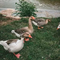 غاز طبعی روستایی