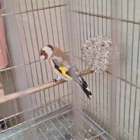 سهره نشوندارابلغ