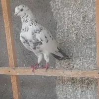 کبوتر درجه یک