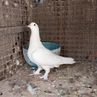 کبوترسفید|پرنده|شیراز, نصر|دیوار