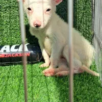 توله سگ شی وا وا جیبی|سگ|گرگان, |دیوار