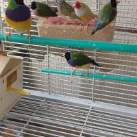 فروش فنچ گلدین  .. وعروس هلندی رام