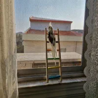 عروس وایت فیس  نر ۴ ماهه