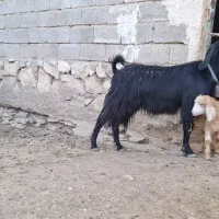 بزکهره دار شیری