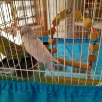 مرغ عشق نروماده وقفسه کامل