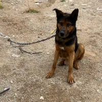 فروش سگ نگهبان