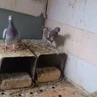 جفت شهری و جفت سبز با جوجه و یه جفت مخلف|پرنده|کازرون, |دیوار