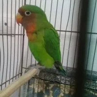 طوطی برزیلی بالغ نر سالم|پرنده|شهریار, شهریار|دیوار