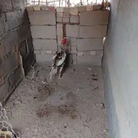 خروس.  چابهاری اصل