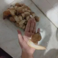 حلزون|خزنده|شیراز, گویم|دیوار