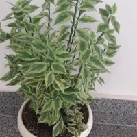 گل و گیاه فروشی|گل و گیاه طبیعی|ارومیه, |دیوار