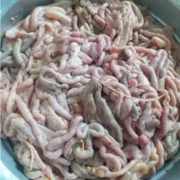 روده مرغ برای ماهی گیری