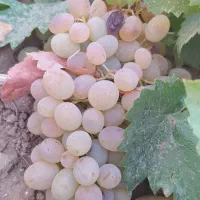 انگور فخری ممتاز درجه ۱. اجاره بانه و فروش کیلویی