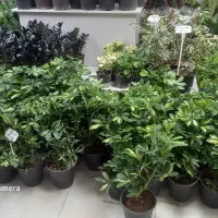 گل خونگی|گل و گیاه طبیعی|اصفهان, گرکان|دیوار