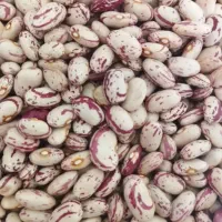 لوبیا درجه یک|خدمات باغبانی و درختکاری|مرند, |دیوار