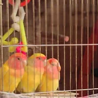 سه عدد طوطی برزیلی  خوش رنگ وزیبا