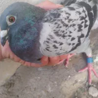 کبوتر پلاکی