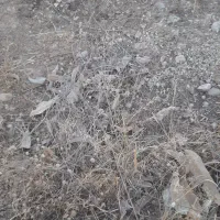 زمین بازفت (تبرک علیا)