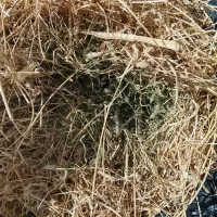 باسلام ۳۰عددباغ دستی یونجه وعلف قاطی