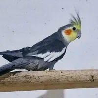 عروس هلندی|پرنده|سمنان, |دیوار