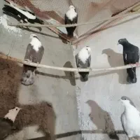 کبوتر کله سفید کربلایی