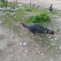 معاوضه بوقلمون ماده بانر|حیوانات مزرعه|رشت, پیرکلاچای|دیوار