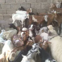 کهره نر و بز با قصابی خود بندرعباس|حیوانات مزرعه|بندرعباس, |دیوار