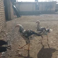 خروس لاری|حیوانات مزرعه|مشهد, یاس|دیوار