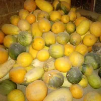 کدو تنبل|خوردنی و آشامیدنی|بلداجی, |دیوار