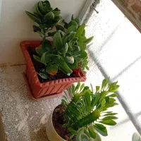 گل های طبیعی زییا