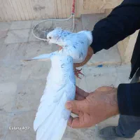 سار نر پرش سنگین بوم بلند