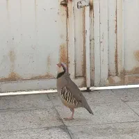 فروش دوتا کفتر