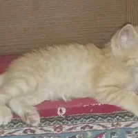 بچه گربه|گربه|خمینی‌شهر, |دیوار