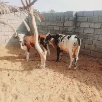 ۲راس گوساله نر