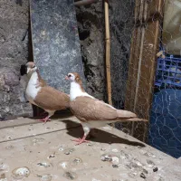 چهار تا نر با یه نر و ماده
