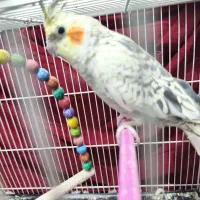 عروس هلندی ماده