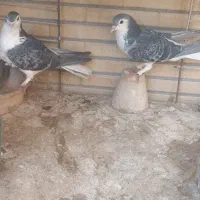 کفتر قدیمی|پرنده|اصفهان, باغ کاران|دیوار