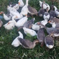 قوقاز های اصیل نژادارچاق|حیوانات مزرعه|ارومیه, |دیوار