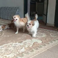 توله سگ فروشی|سگ|گنبد کاووس, |دیوار